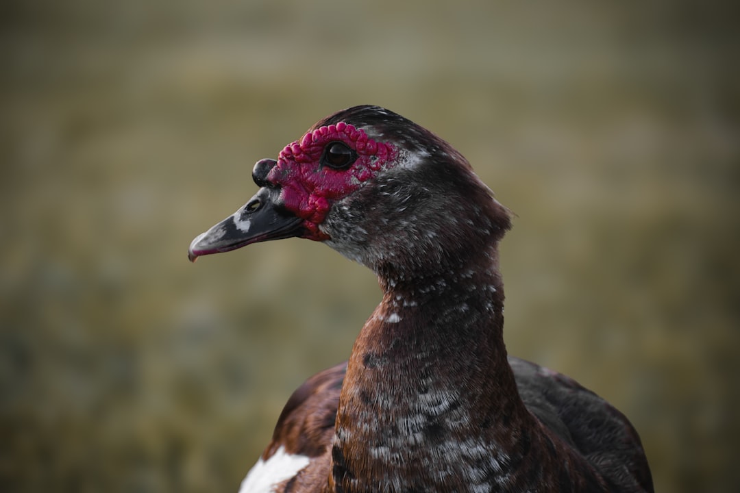 vịt quay Bắc Kinh